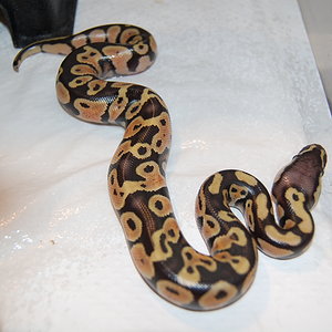 pastel 1 _ 14-6-2011 (pastel het ghost X normal ) (3).JPG