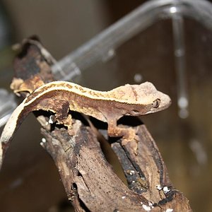 ciliatus babys 2011 025.jpg