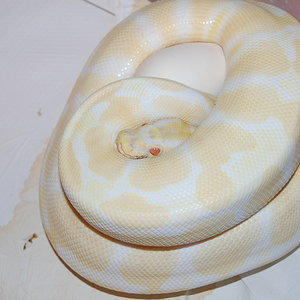 albina 4-8-2011.JPG