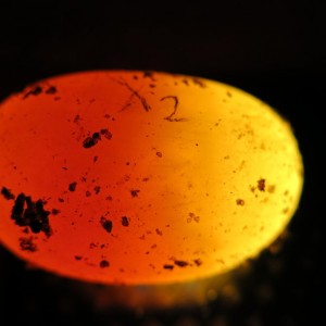 Ovoscopia huevos geochelone elegans