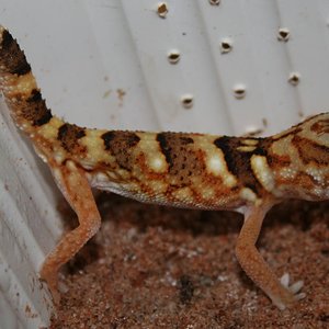 chondro-001.jpg