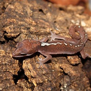 Felinus dorsalis CB female.jpg