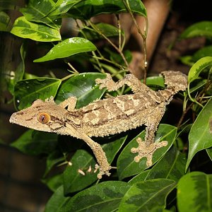 Uroplatus henkeli Diego suarez CB male.jpg