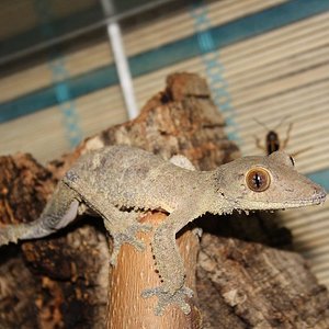 Uroplatus henkeli Diego suarez CB female.jpg