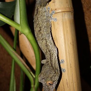 Uroplatus fimbriatus male.jpg