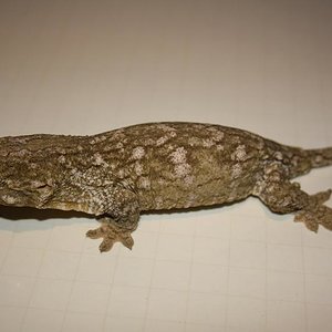 Leachianus henkeli Nuu ami female.jpg