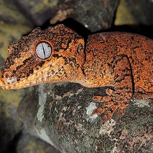 gecko gargola - con spot en el ojo?