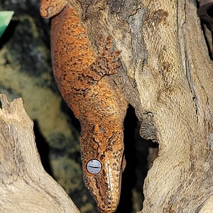 Gecko gargola - spot en ojo