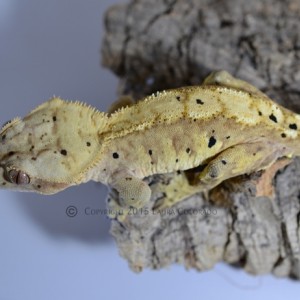 Sköll, macho de correlophus ciliatus