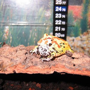 ceratophrys cranwelli albino lejos redu 2.JPG