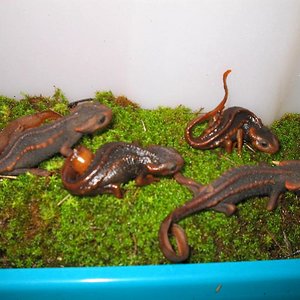 Tylototriton verrucosus 9.JPG