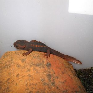 Tylototriton verrucosus 12.JPG