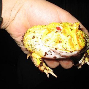 Ceratophrys albino 27.JPG