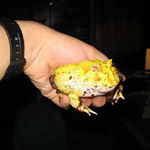 Ceratophrys albino 28.JPG