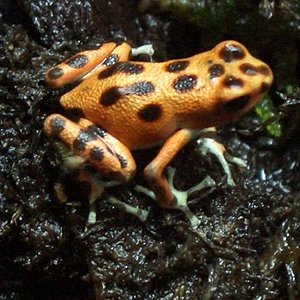 pumilioauratus3 001.jpg