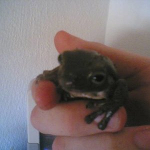 litoria.jpg