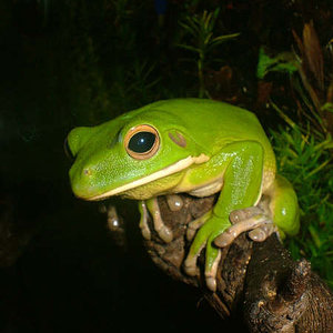 litoria.jpg