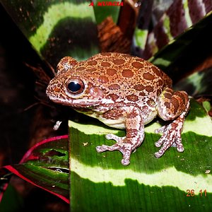 HYLA GRATIOSA (8).jpg