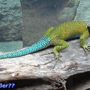 Sceloporus malachitikus.JPG