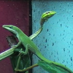 ahaetulla + anolis 004.jpg