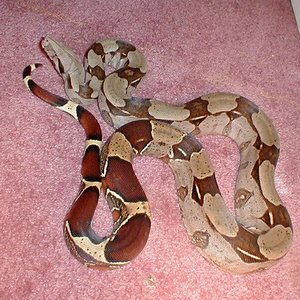 boaconstrictorGUYANA.jpg