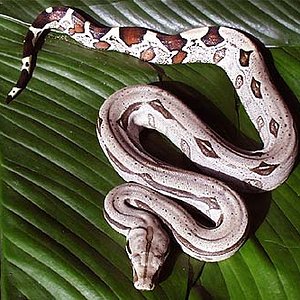 boaconstrictoPERU.jpg