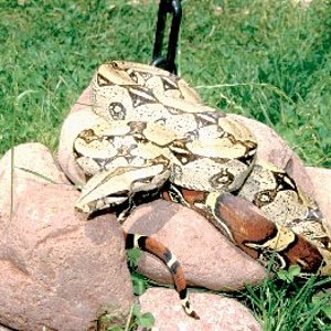 boaconstrictorconstSURIM.jpg