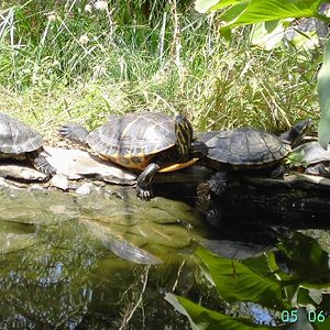 tortugas estanque 2JPG.JPG