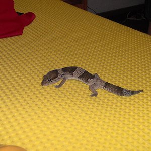 geko.JPG