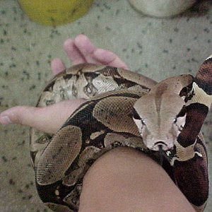 boa constrictor1.JPG