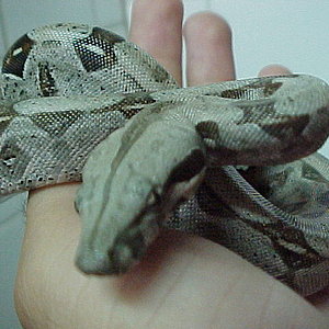 boa constrictor bebe 2.JPG