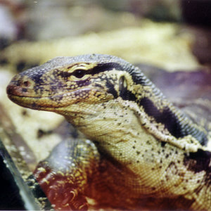 Varanus salvator 01.jpg