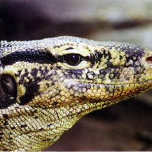 Varanus salvator 02.jpg