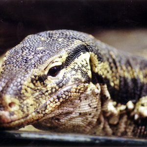 Varanus salvator 03.jpg