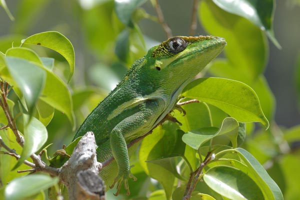 04031108PD_Knight_anole.jpg