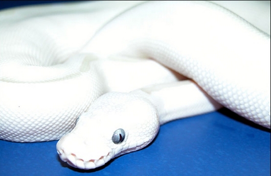 1ofakindBallPython.jpg