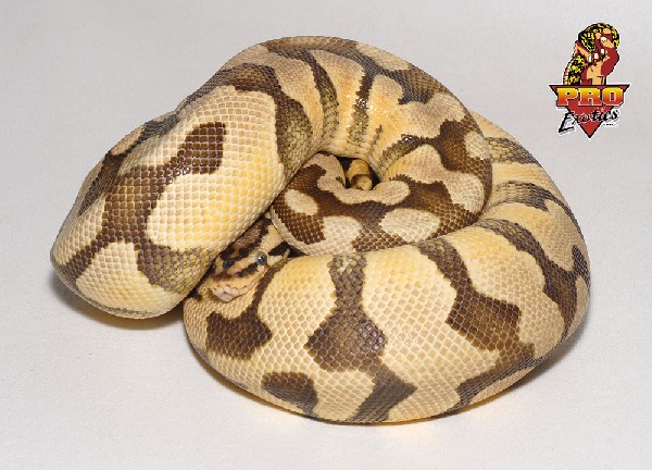 34e_tiger_pastel_adult_female_1750g_11-10-med.jpg