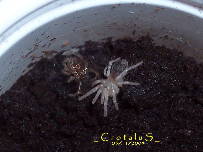 a. geniculata y muda.JPG