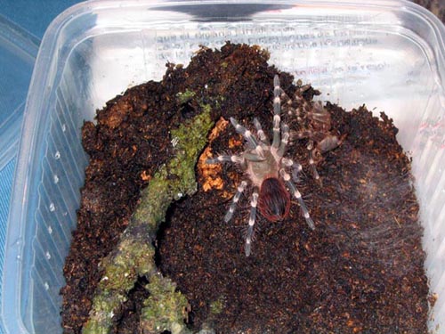 A.Geniculata_zahiro.jpg