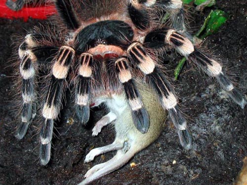 A.Geniculata_zahiro02.jpg