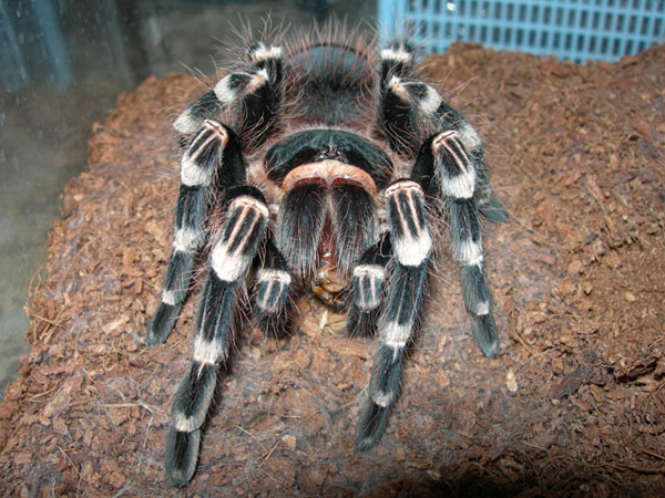 Acanthoscurria geniculata.jpg