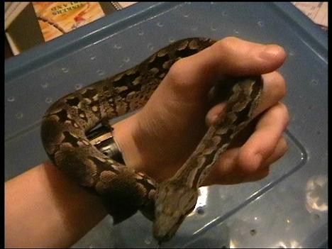 acrantophis 1.JPG