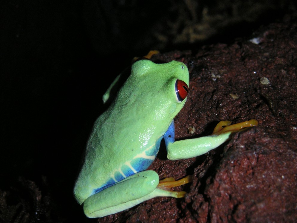 Agalychnis callidryas 2.jpg