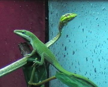 ahaetulla + anolis 004.jpg