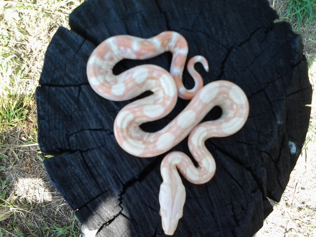 Albino hc het coral