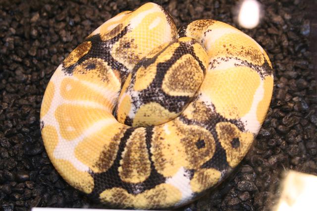 Albino Paradox (Small).JPG