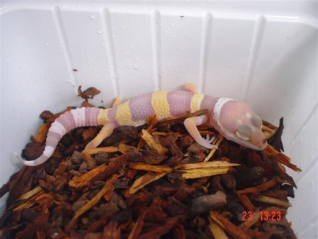 Albino Tangerine (Small).JPG