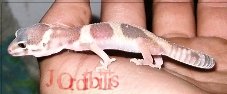 albino1.JPG