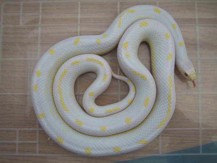 Albino_002.jpg