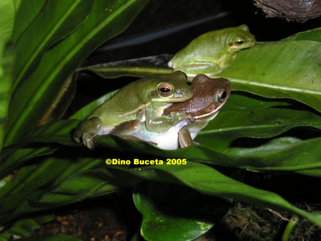 Amplexus.jpg